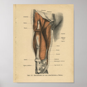 Poster Vintage Human Anatomy Print Leg Muscles