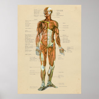 Pôster Vintage Human Muscle Anatomy Chart Anterior