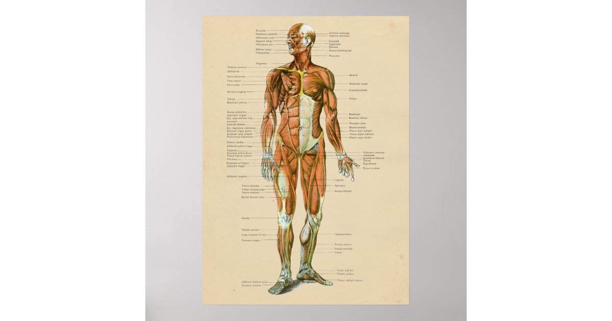 Pôster Vintage Human Muscle Anatomy Chart Anterior | Zazzle Brasil