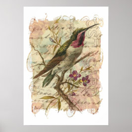 Pôster Vintage Hummingbird