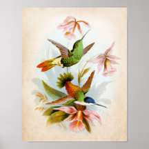Vintage Hummingbird Art. 13