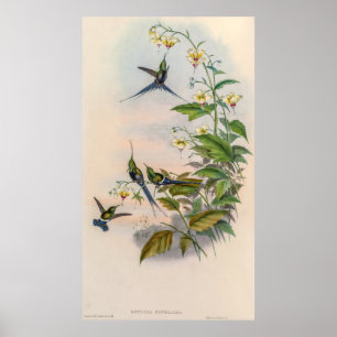 Poster Vintage Hummingbird por John Gould