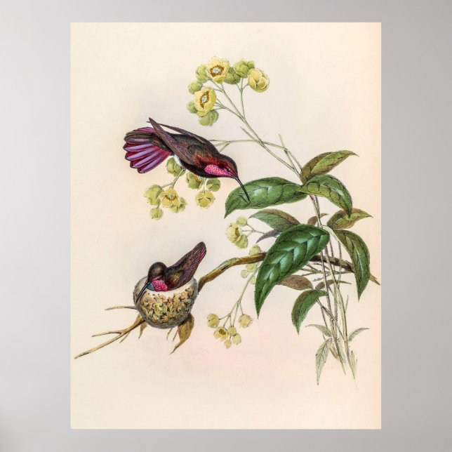 Poster Vintage Hummingbird por John Gould (Frente)