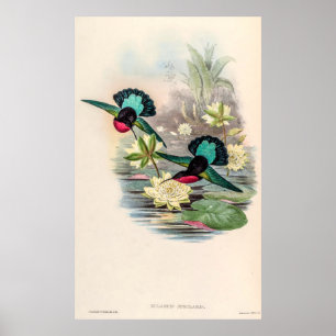 Poster Vintage Hummingbird por John Gould