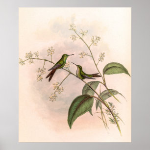Poster Vintage Hummingbird por John Gould