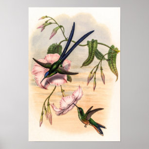 Poster Vintage Hummingbird por John Gould