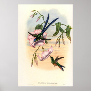 Poster Vintage Hummingbird por John Gould