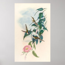 Poster Vintage Hummingbird por John Gould