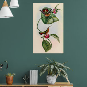 Poster Vintage Hummingbird por John Gould
