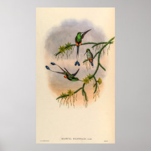 Poster Vintage Hummingbird por John Gould