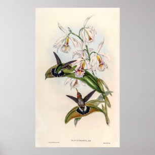 Poster Vintage Hummingbird por John Gould