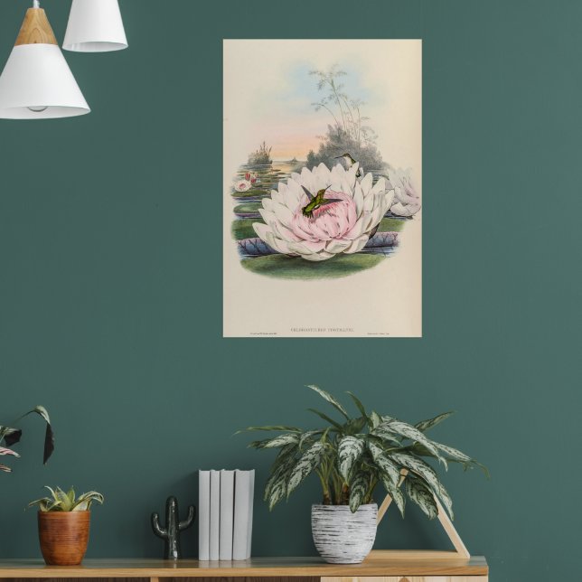 Poster Vintage Hummingbird por John Gould (Sala de Estar 1)