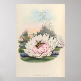 Poster Vintage Hummingbird por John Gould