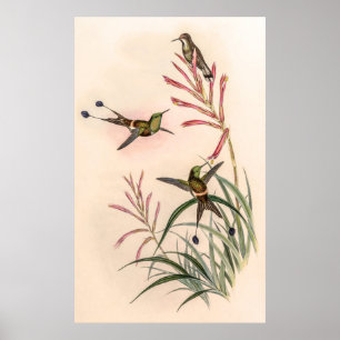 Poster Vintage Hummingbird por John Gould