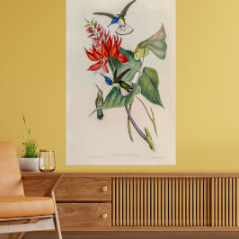 Poster Vintage Hummingbird por John Gould