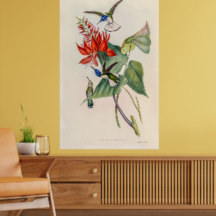 Poster Vintage Hummingbird por John Gould