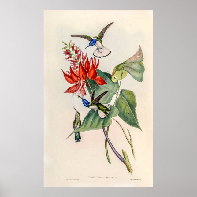 Poster Vintage Hummingbird por John Gould (Frente)