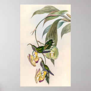 Poster Vintage Hummingbird por John Gould