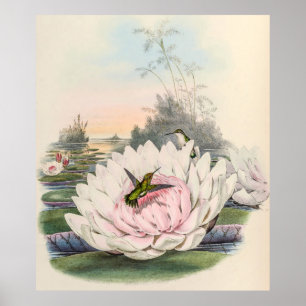Poster Vintage Hummingbird por John Gould
