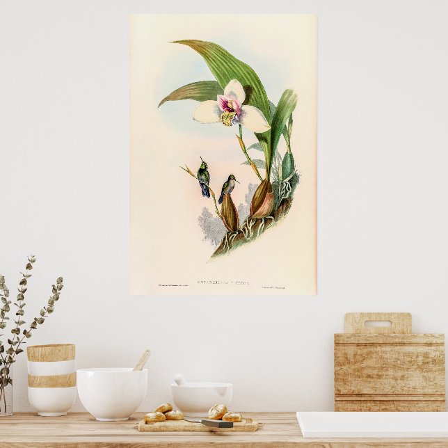 Poster Vintage Hummingbird por John Gould (Cozinha)