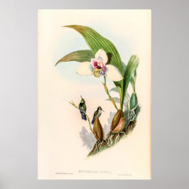 Poster Vintage Hummingbird por John Gould