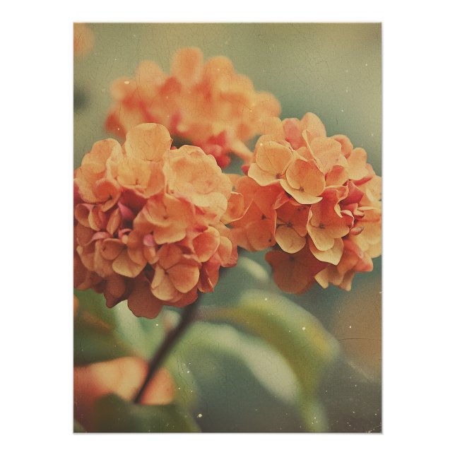 Pôster Vintage Hydrangea Bloom - Warm Tones Film Texture (Frente)
