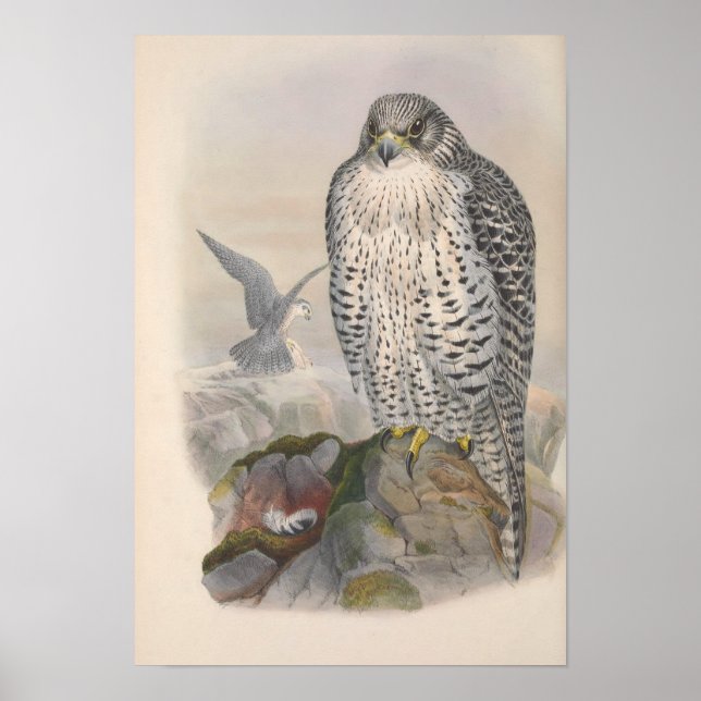 Poster Vintage Iceland Falcon Bird (Frente)