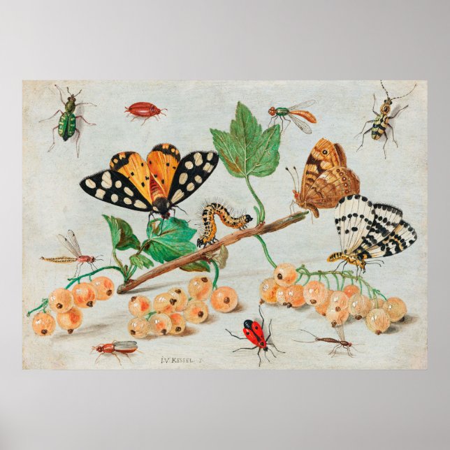 Poster Vintage illustration of butterflies on berries (Frente)