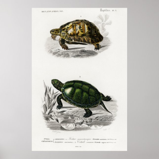 Poster Vintage Illustration of the Tortoises/Turtles (Frente)