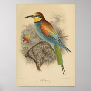 Poster Vintage - Ilustração do Bee-Eater Europeu