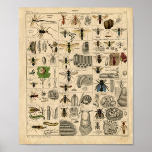Poster Vintage Insect Diagram