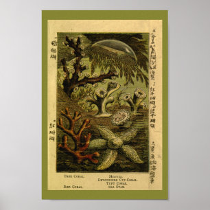 Poster Vintage Jelly Fish Medusa Starfish Coral Art Impre