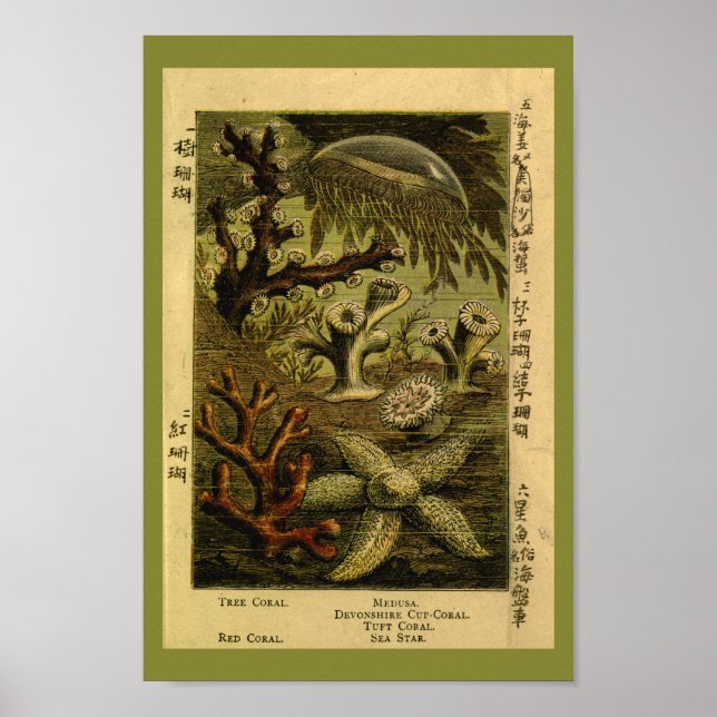 Poster Vintage Jelly Fish Medusa Starfish Coral Art Impre (Frente)