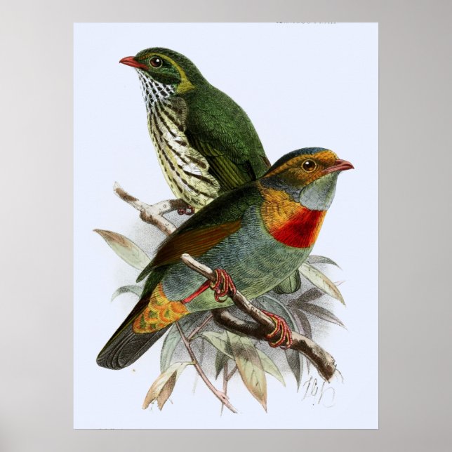 Poster Vintage John Keulemans Fruiteater (Frente)