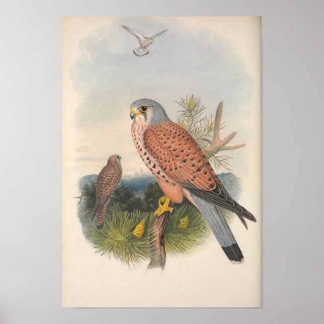 Poster Vintage Kestrel Falcon Bird (Frente)