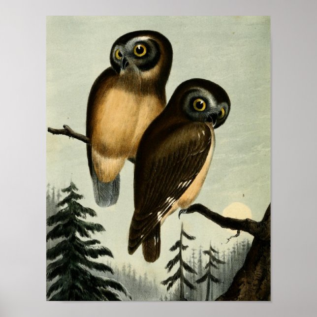 Poster Vintage Kirtlands Owl (Frente)