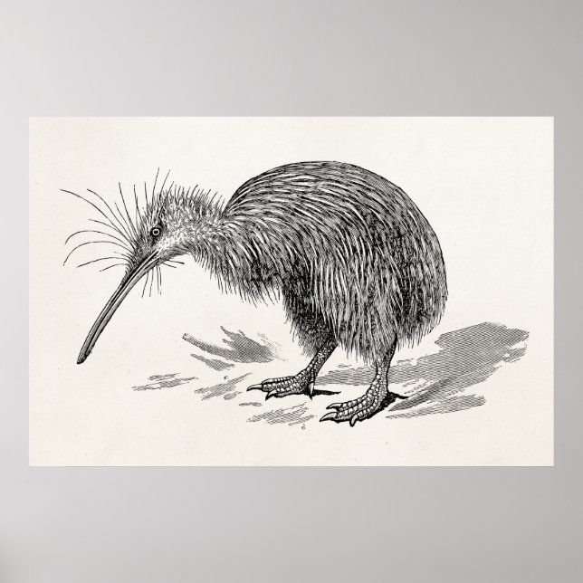 Poster Vintage Kiwi - Modelo de aves antigas (Frente)