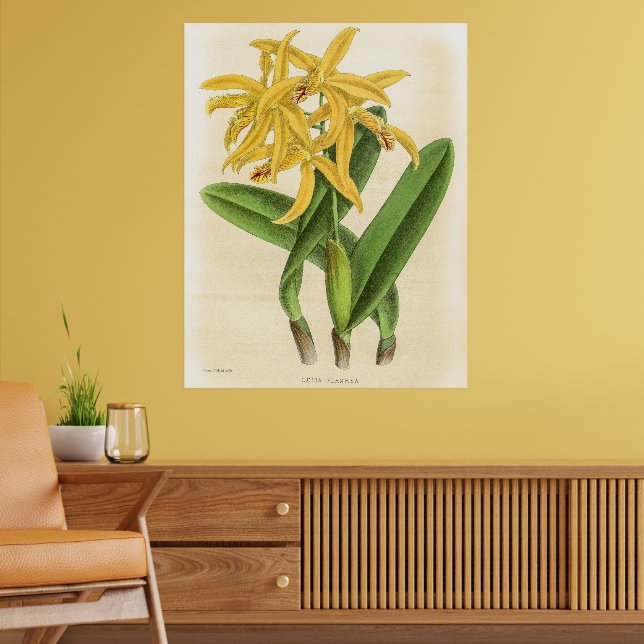 Poster Vintage Laelia Flammea Orchid Fllower (Sala de Estar 2)