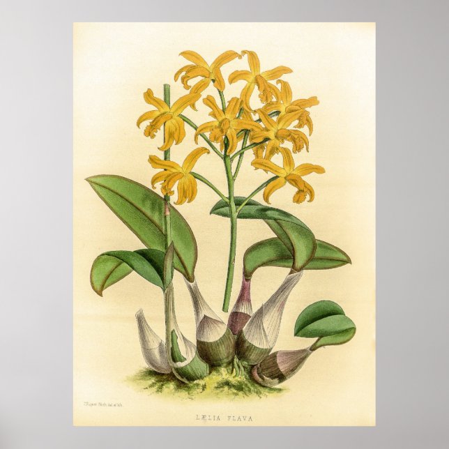 Poster Vintage Laelia Flava Orchid Fllower (Frente)