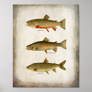 Poster Vintage Lake Trout Rainbow Trout e Brook Trout