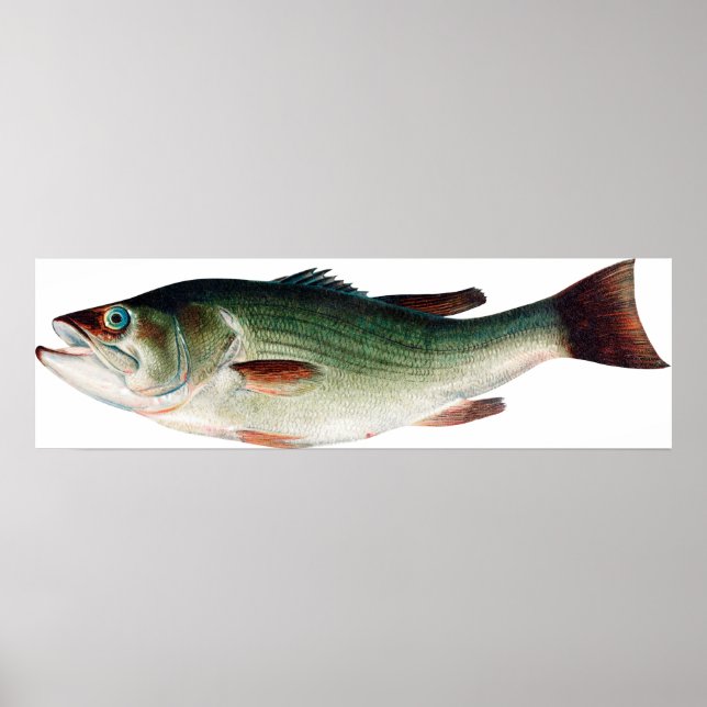 Poster Vintage Largemouth Bass (Frente)