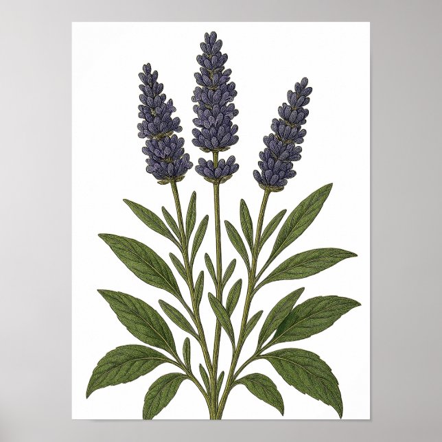 Poster Vintage Lavender (Frente)