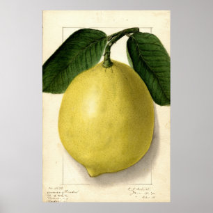 Poster Vintage Lemon Pomological Watercolor
