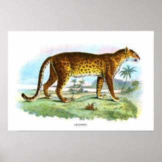 Poster Vintage Leopard Animal Illustration