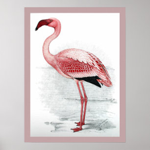 Poster Vintage Lesser Flamingo Claude Gibney Finch Davies