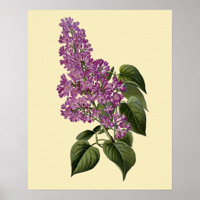 Pôster Vintage Lilac Flowers (Frente)
