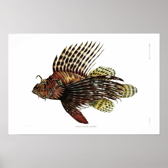 Poster Vintage Lionfish (Frente)