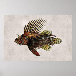 Poster Vintage Lionfish