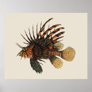 Poster Vintage Lionfish Fish, Marine Ocean Life Animal