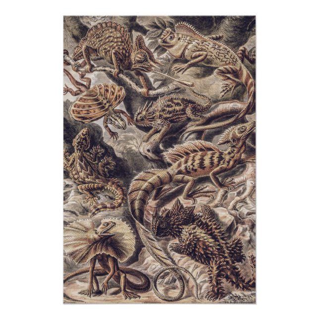 Pôster Vintage Lizard Animals by Ernst Haeckel  (Frente)